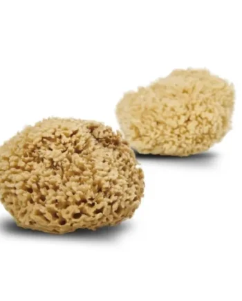 Cocoon Natursvamp Honey Wool 13-14 Cm    Stk